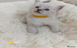 Ragdoll cats for sale: Stunning Ragdolls kittens  - Image 11