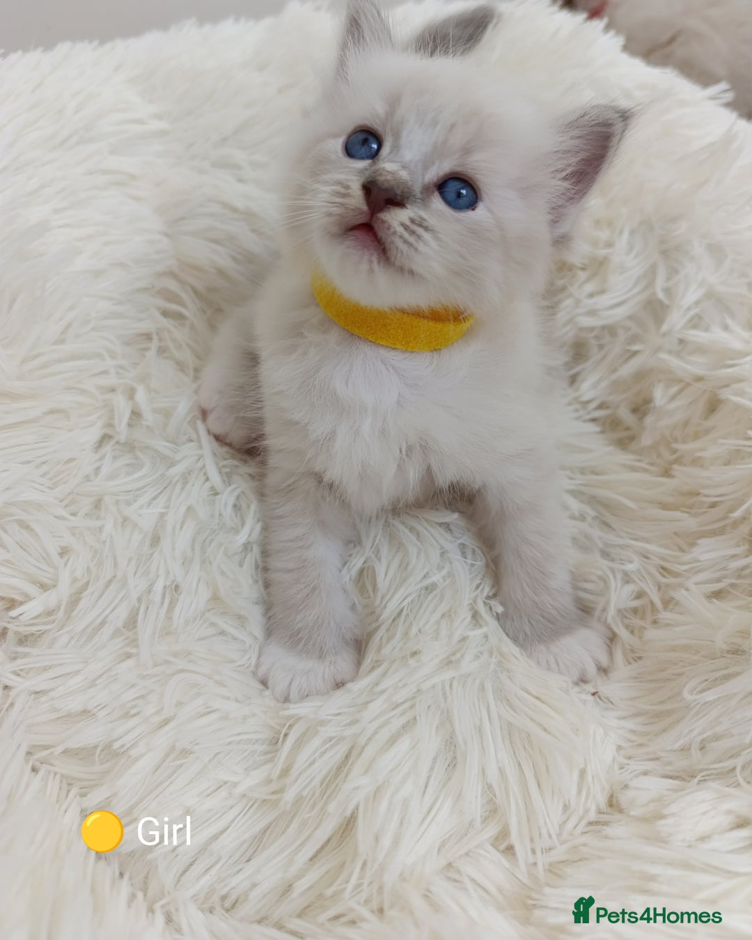 Ragdoll cats for sale: Stunning Ragdolls kittens  - Image 11