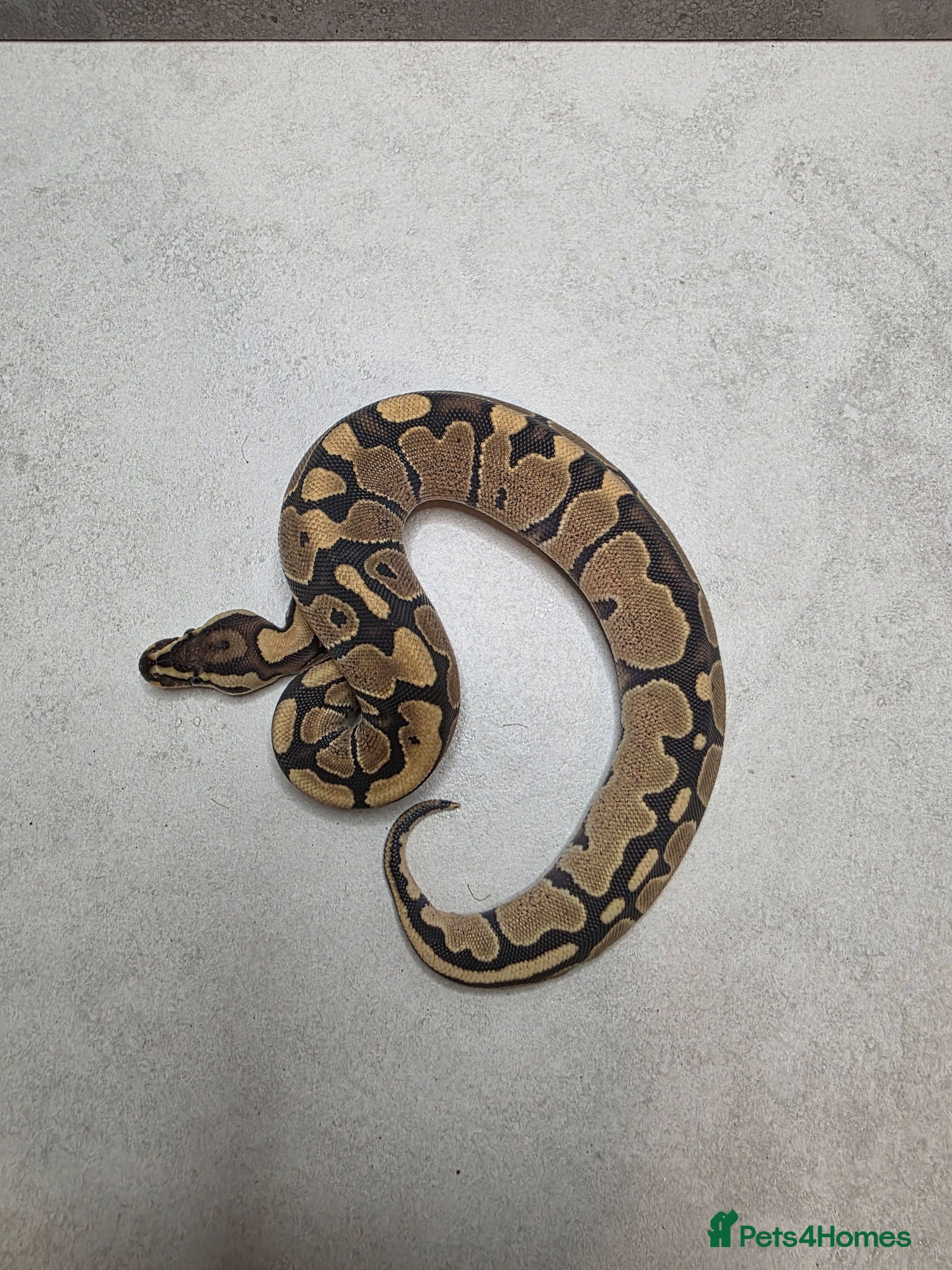 Python Snake reptiles Royal pythons for sale - Advert 2
