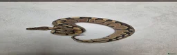 Python Snake reptiles for sale: Royal pythons for sale - Advert 2