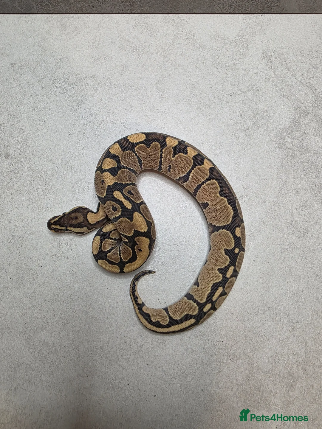 Python Snake reptiles for sale: Royal pythons for sale - Advert 2