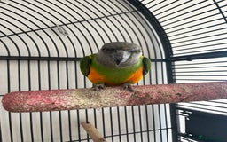 Parrots birds for sale: Senegal parrot  - Image 1
