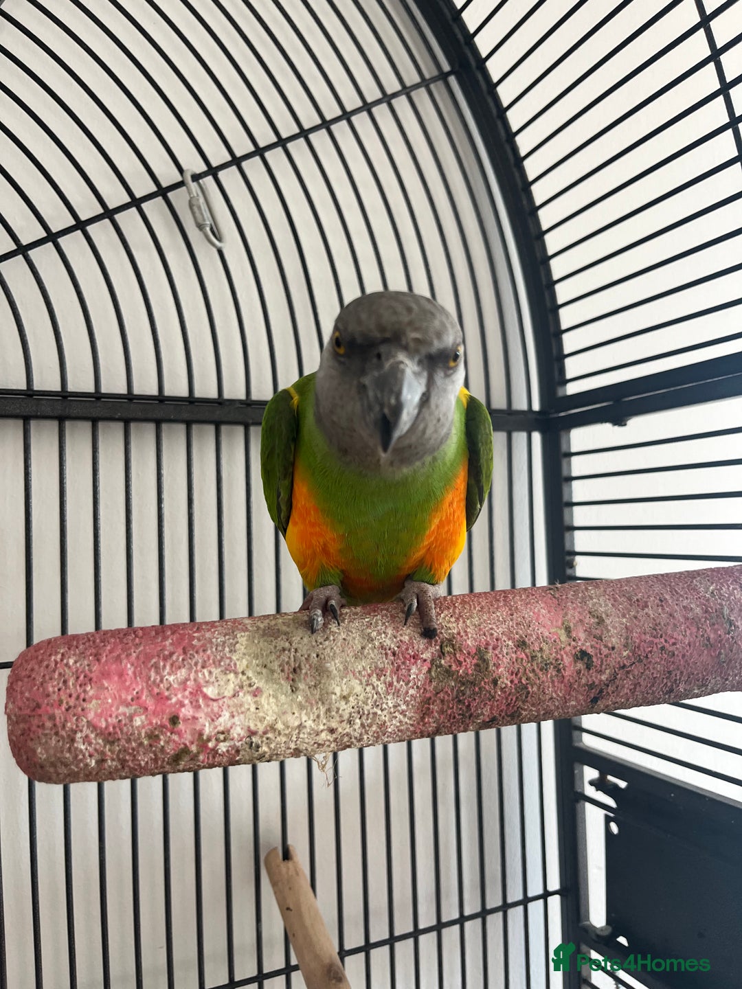 Parrots birds for sale: Senegal parrot  - Image 1