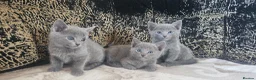 Russian Blue cats for sale: **TICA full pedigree Russian Blue kittens - Advert 4