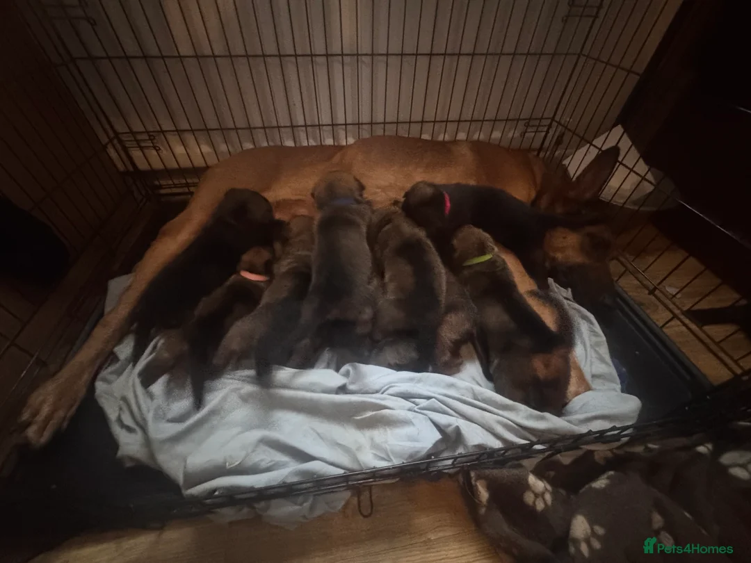 Belgian Shepherd Dog dogs for sale: Belgian Malinois Puppies  - Advert 20