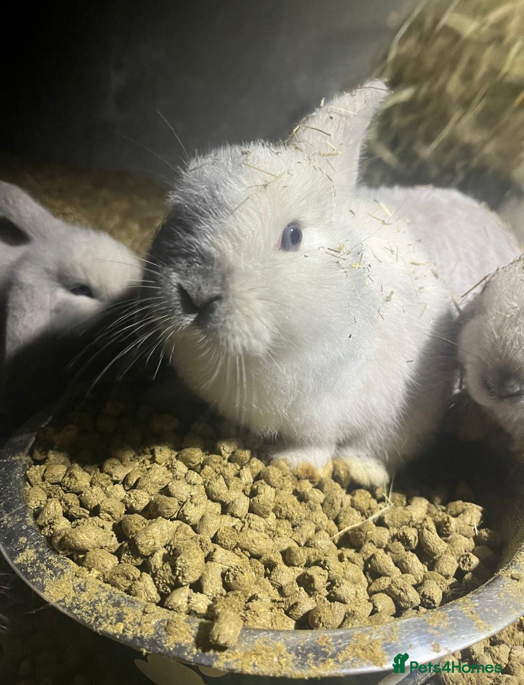 Mini Lop rabbits for sale: beautiful baby mini lops - mixed sex litter - Advert 3