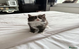 Ragdoll cats for sale: Ragdoll and Russian blue mix  - Image 1