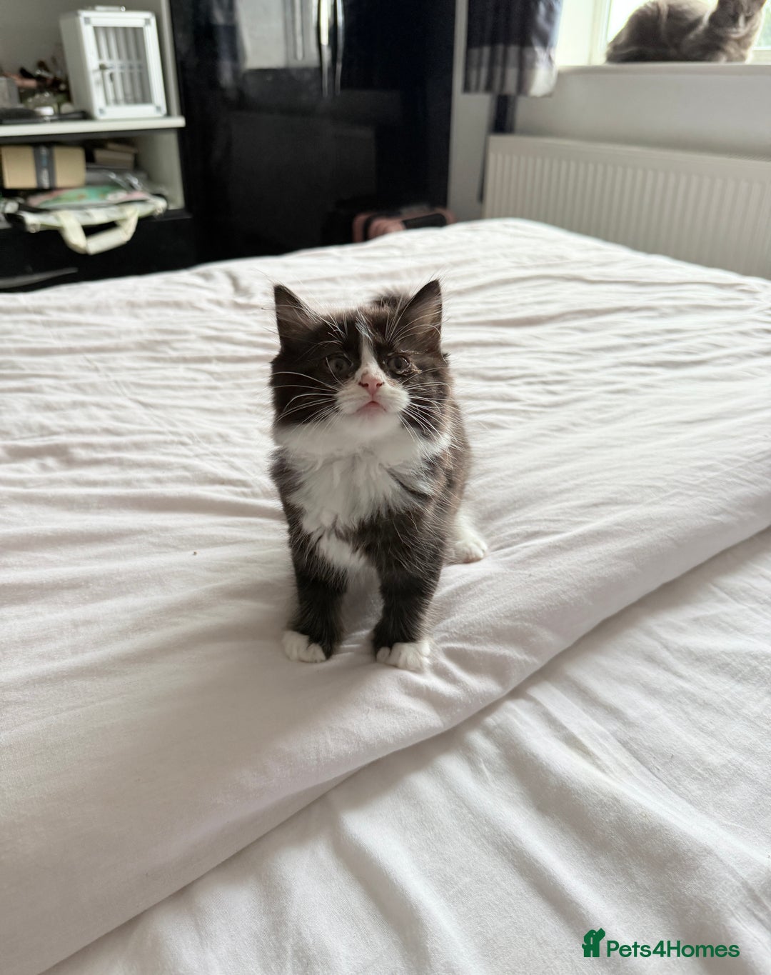 Ragdoll cats for sale: Ragdoll and Russian blue mix  - Image 1