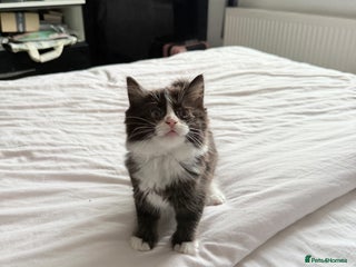 Ragdoll cats - Advert 9
