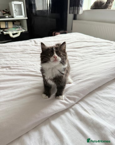 Ragdoll cats - Advert 8