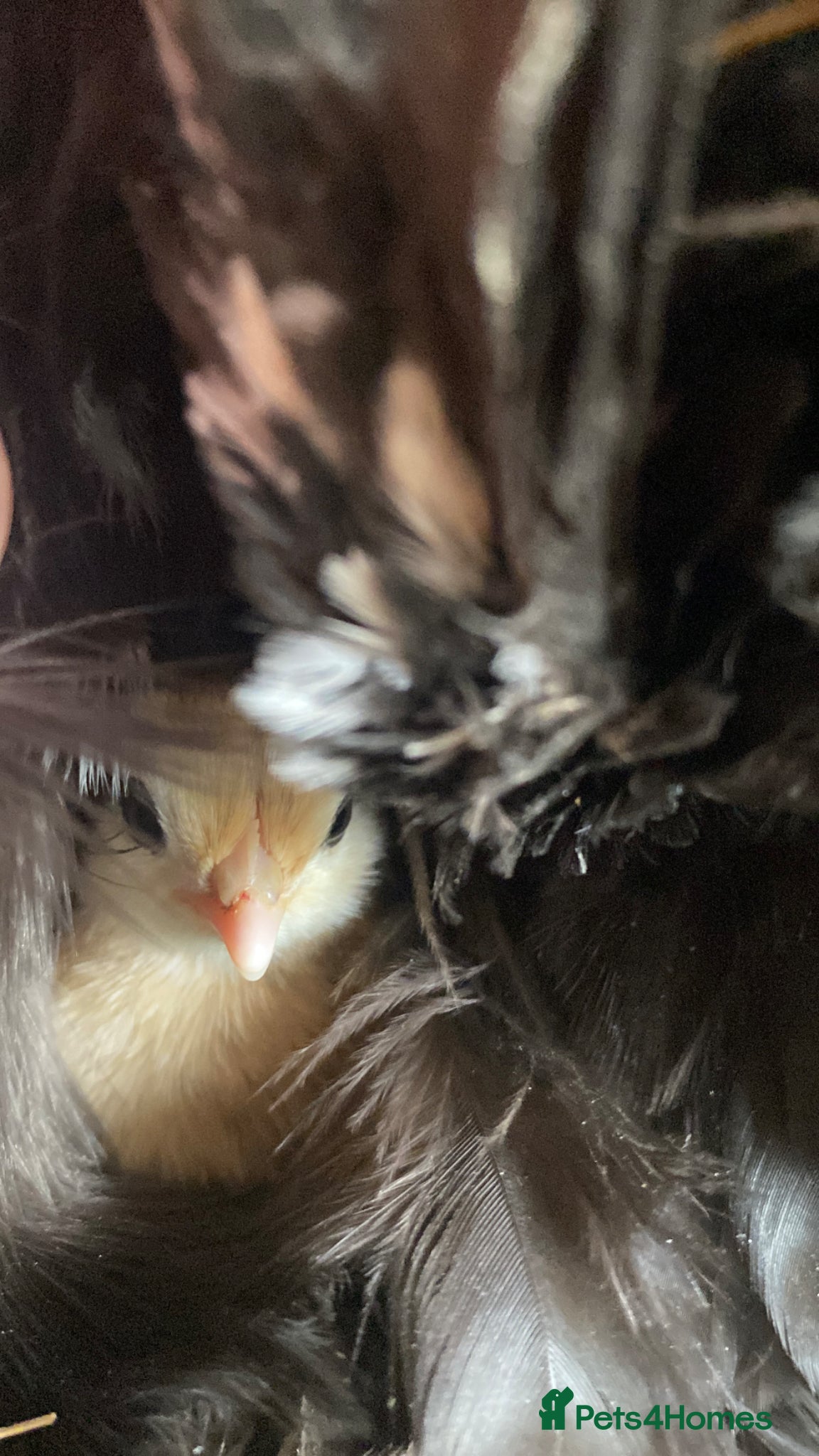 Chickens poultry Pekin bantam chicks for sale   - Advert 1