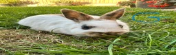 Netherland Dwarf rabbits for sale: Netherland Dwarf rabbits for sale  - Advert 11