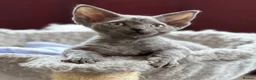 Devon Rex cats for sale: Fantastic Pedigree Devon Rex - Advert 9