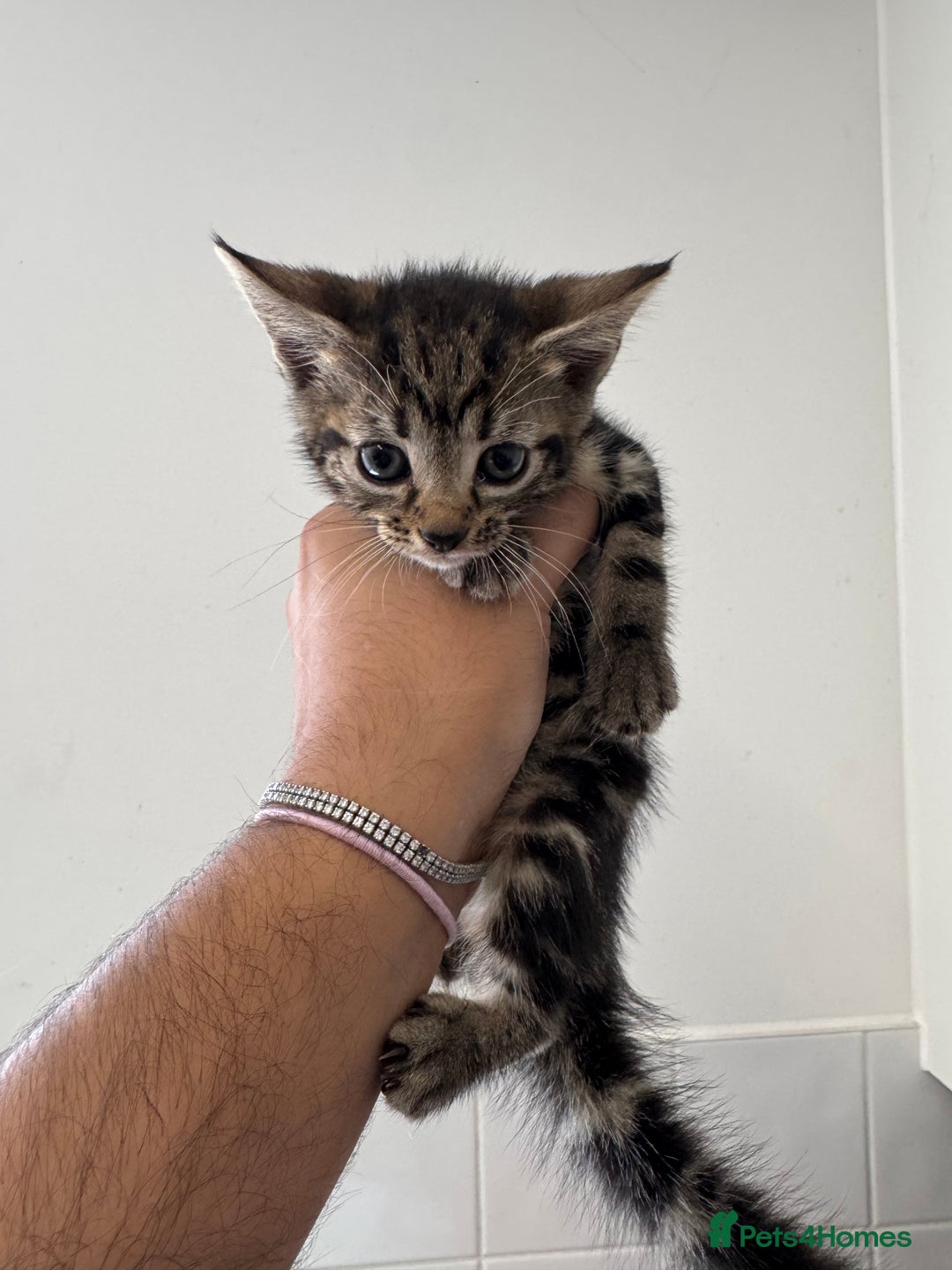 Mixed Breed cats for sale: European shorthair tabby cross kittens available.  - Image 12