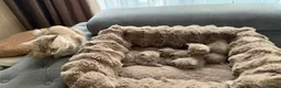 British Shorthair cats for sale: Beautiful British kittens Available 🐾🐾❤️ - Advert 24