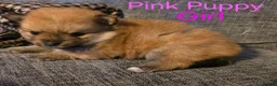 Pomeranian dogs for sale: 3 Beautiful pomeranian puppies for sale - Advert 23