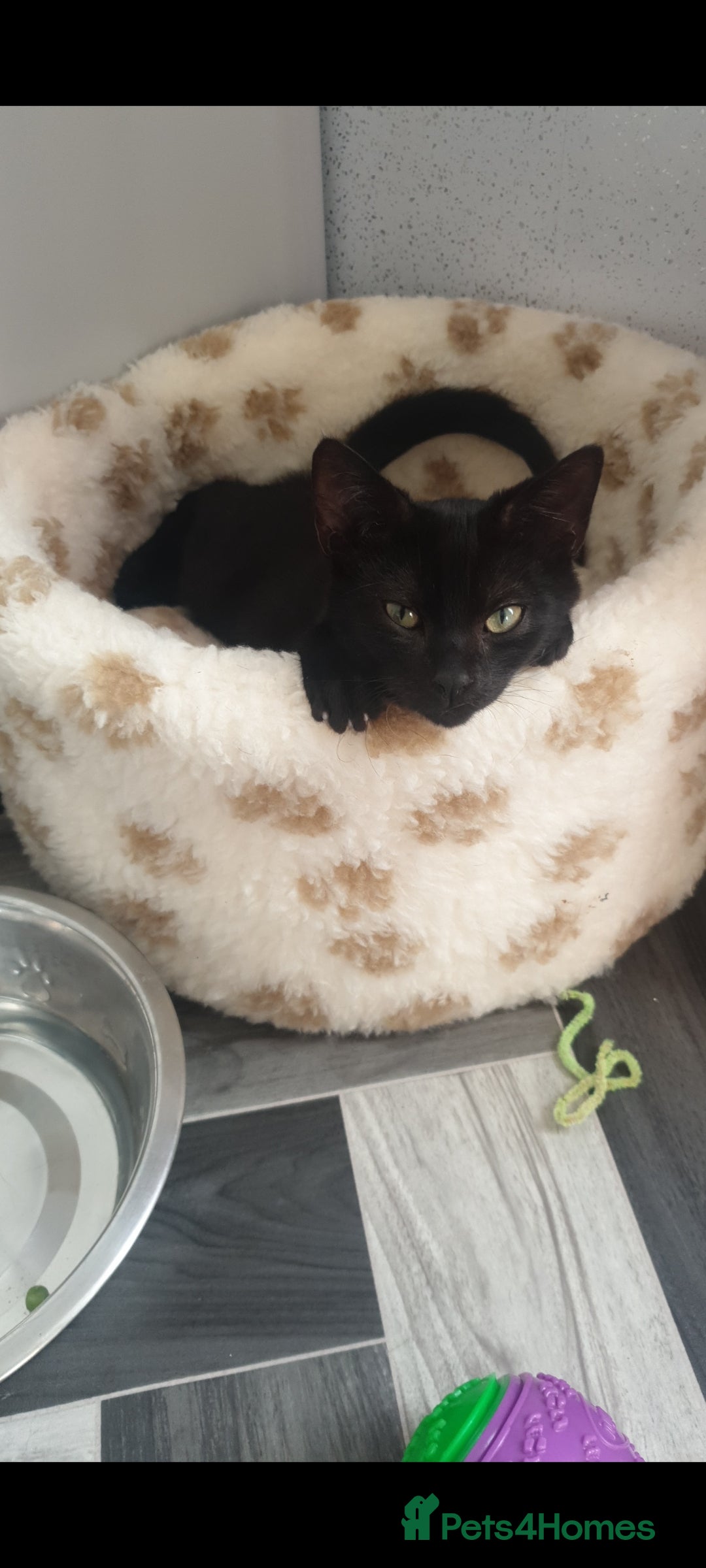British Longhair cats for sale: Male and female cats free  - Image 3