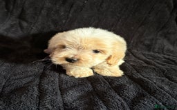 Cavapoo dogs for sale: 💙 TOY CAVAPOO 💙 - Image 2