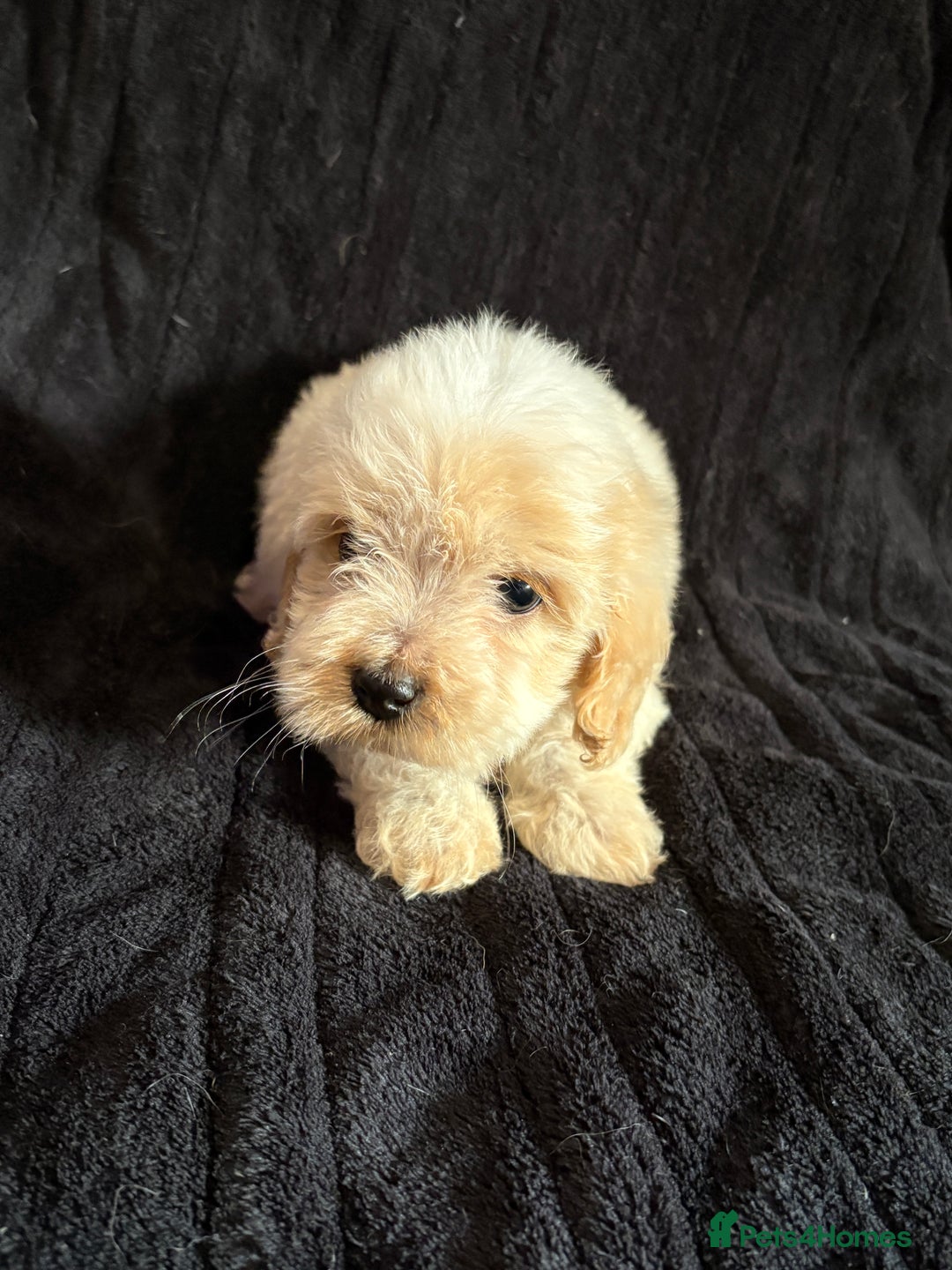 Cavapoo dogs for sale: 💙 TOY CAVAPOO 💙 - Image 2