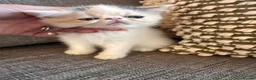 Exotic cats for sale: Exotic Persian kittens - Advert 15