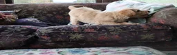 Labradoodle dogs for sale: Beautiful Third-Generation Labradoodle Puppie - Advert 21