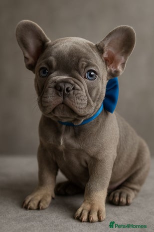 French Bulldog dogs Fluffy carrier French bulldogs - Advert 14