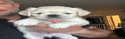 Pug dogs for sale: Stunning litter of 4 Prestige Fluffy Pug puppies - Advert 20