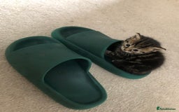 Mixed Breed cats for sale: Cute Tabby Baby Girl 🐈 - Image 9