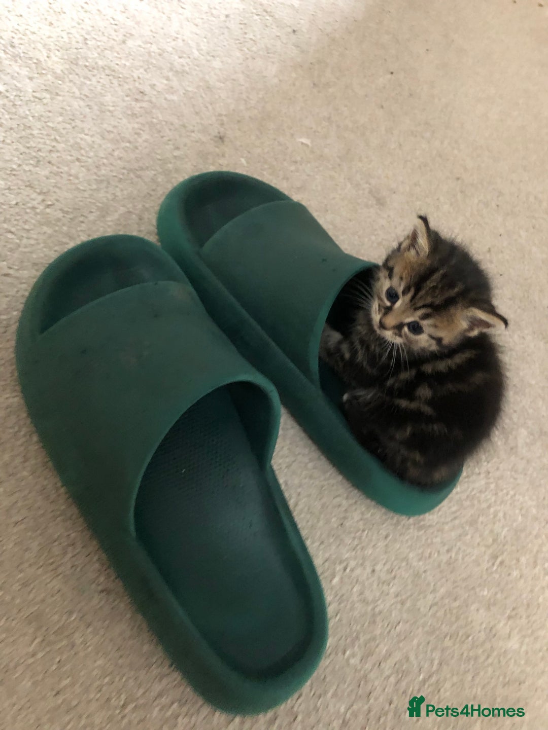 Mixed Breed cats for sale: Cute Tabby Baby Girl 🐈 - Image 9