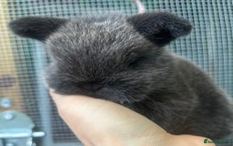 Mini Lop rabbits for sale: Pure bred baby female mini lops available  - Image 6