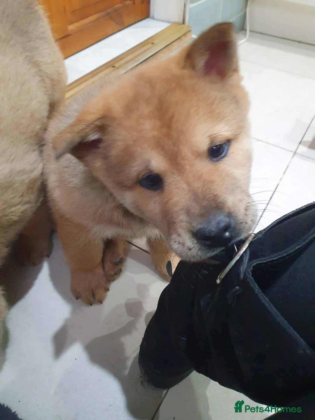 Mixed Breed dogs for sale: Last 3  pupies now £600 Chow Chow dad husky mum - Advert 9
