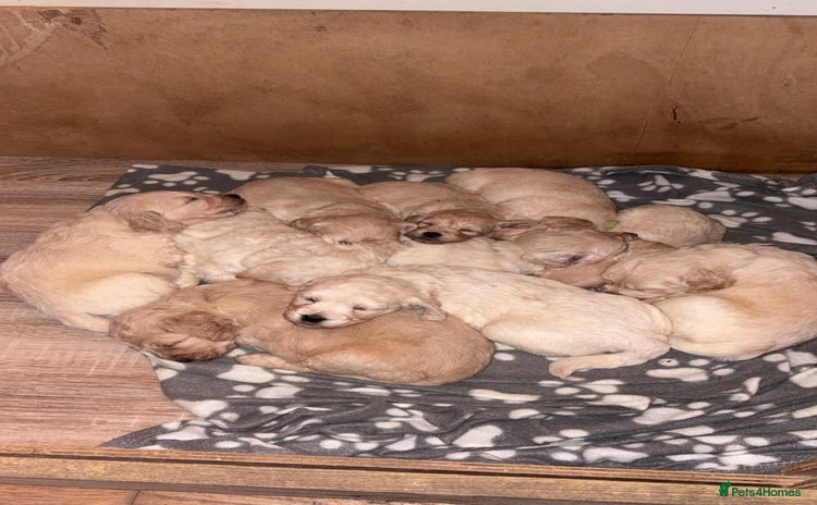 Mini Goldendoodle dogs 10 beautiful Miniature F1 GoldenDoodle puppies - Advert 2