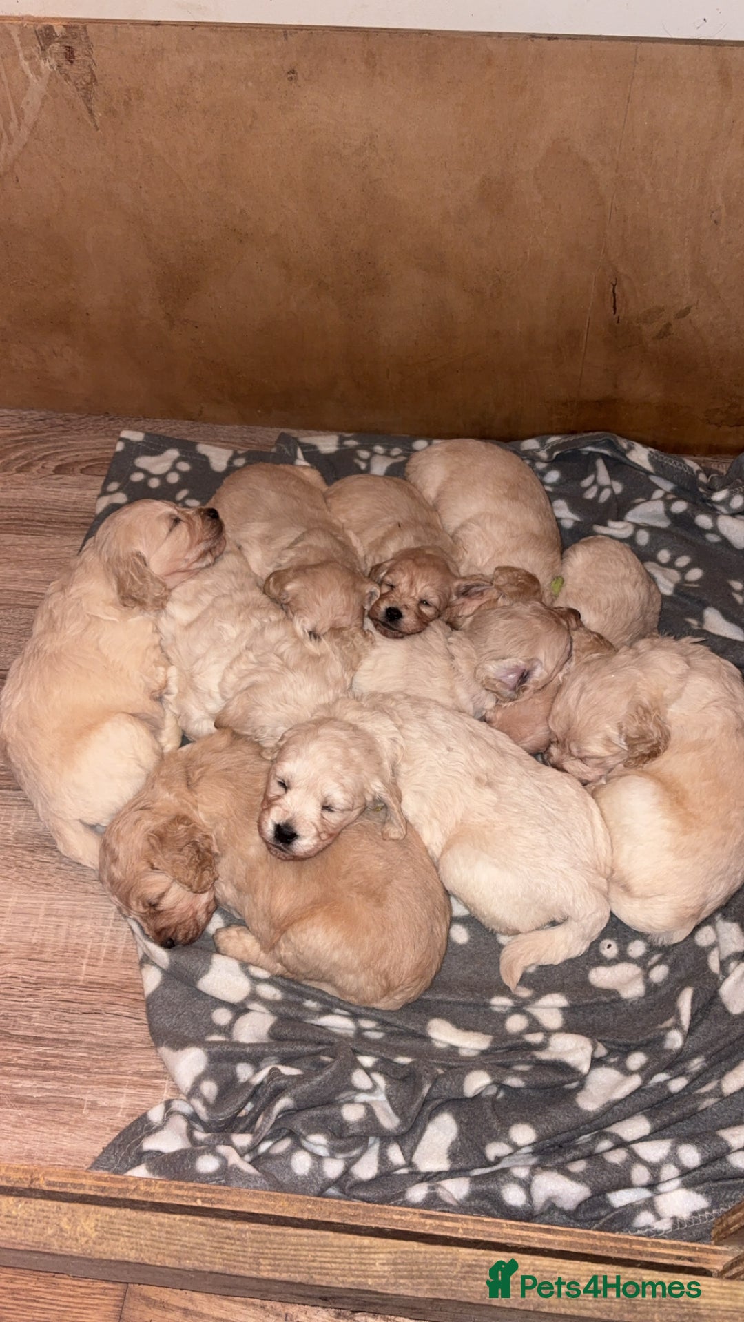 Mini Goldendoodle dogs for sale: 10 beautiful Miniature F1 GoldenDoodle puppies - Advert 23
