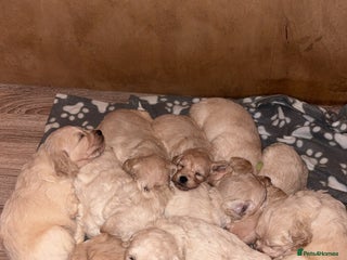 Mini Goldendoodle dogs 10 beautiful Miniature F1 GoldenDoodle puppies - Advert 6