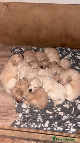 Mini Goldendoodle dogs 10 beautiful Miniature F1 GoldenDoodle puppies - Advert 2