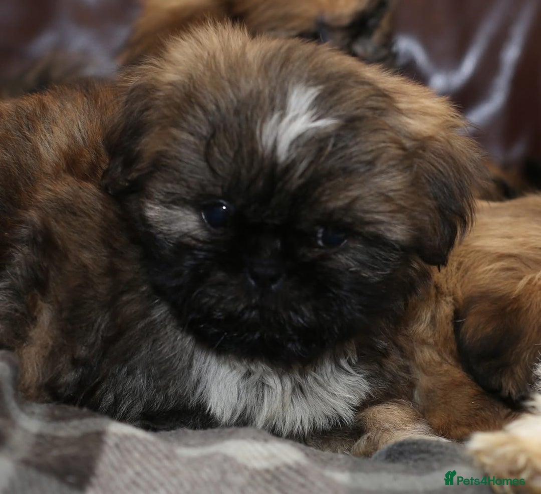 Shih Tzu dogs for sale: Outstanding Shih Tzu boys  - Advert 7