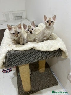 Bengal cats Out standing TICA reg Bengal Kittens  - Advert 1