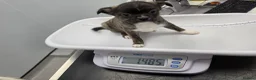 Chihuahua dogs for sale: RARE Brindle Chihuahua Puppies - Advert 6