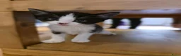 Mixed Breed cats for sale: 8 week old kittens for sale 2 boys and a girl - Advert 3