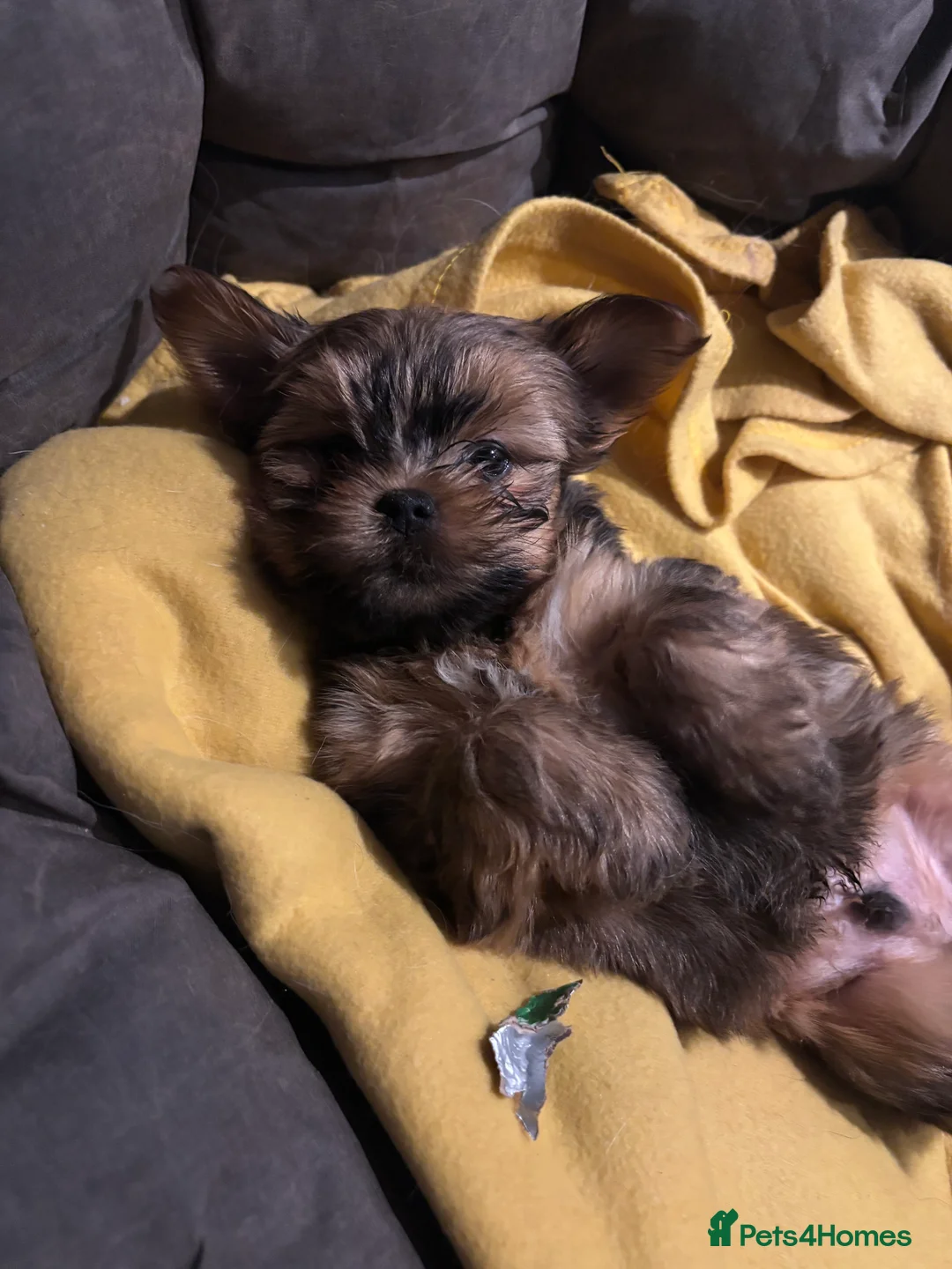 Mixed Breed dogs for sale: Lhasa x yorkie  - Advert 2