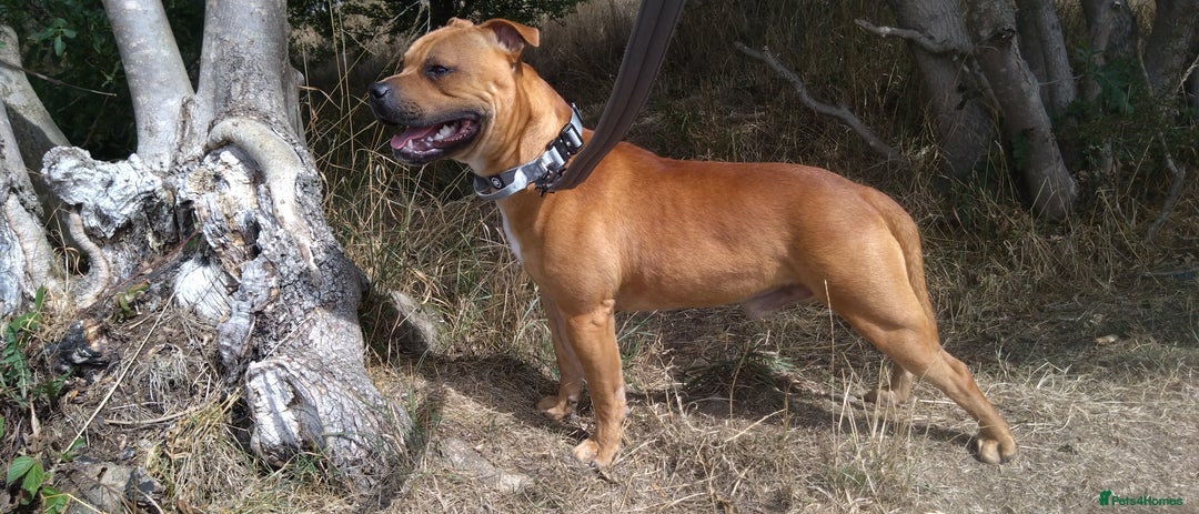 Staffordshire Bull Terrier dogs for sale: RED STAFFORDSHIRE BULL TERRIER consider Co-owner - Image 5