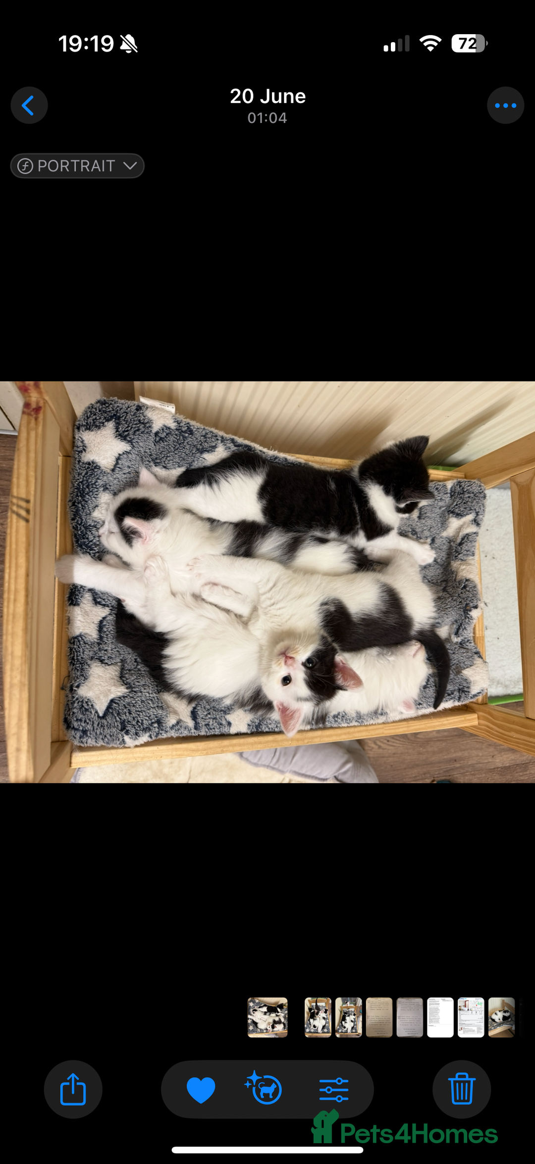 Mixed Breed cats for sale: Four beautiful kittens with lovely markings! - Image 13