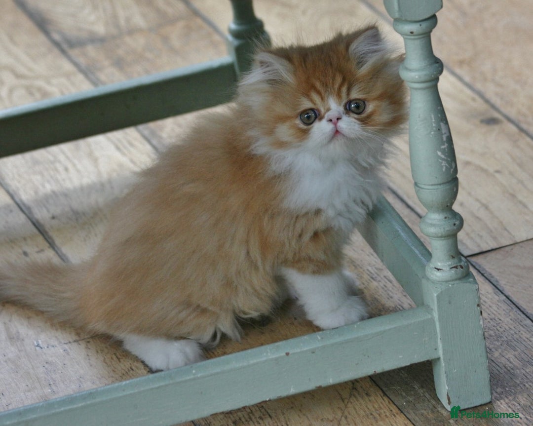 Persian cats for sale: Fluffy Persian Exotic kittens - Image 11