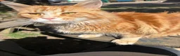 Maine Coon cats for sale: 3 beautiful mainecoon cross girls   - Advert 4