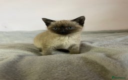 British Shorthair cats for sale: Four kittens ready to go (prices vary) - Image 14