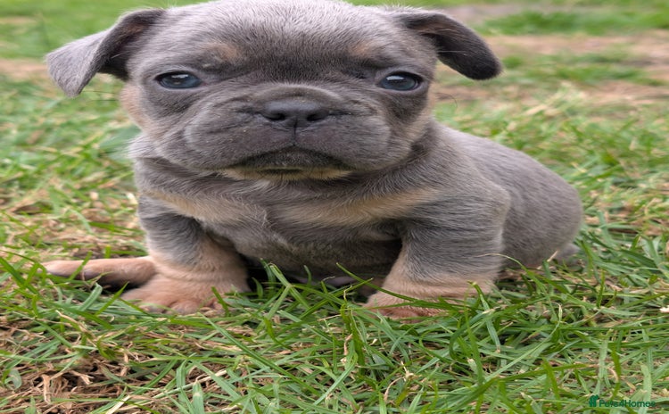 French Bulldog dogs - Advert 7