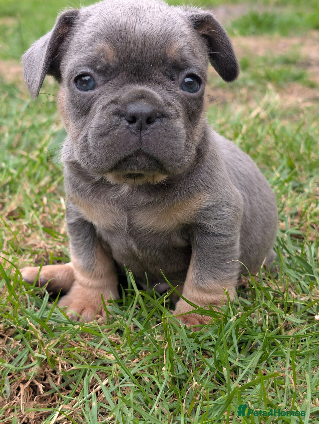 French Bulldog dogs for sale: French bulldog puppies!!! - Image 1