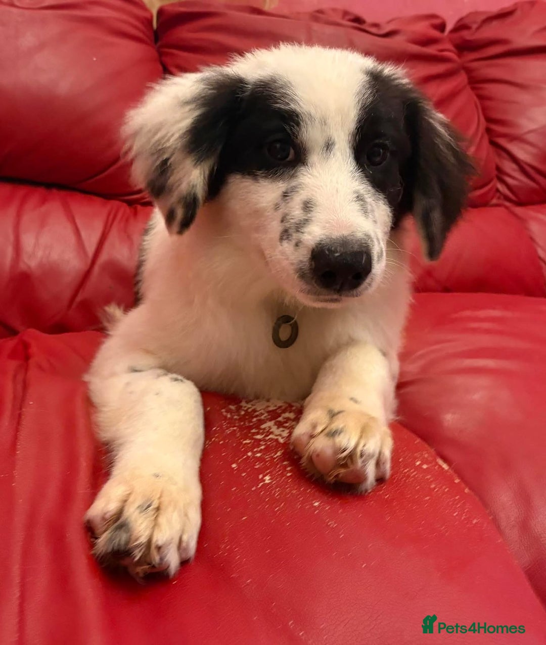 Mixed Breed dogs for adoption: Clark - Norwich Norfolk  - Advert 1