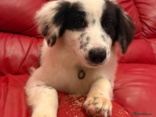 Mixed Breed dogs Clark - Norwich Norfolk - Advert 1