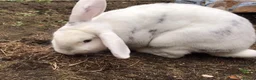 Mini Lop rabbits for sale: Rabbit for sale in Rochester - Advert 4
